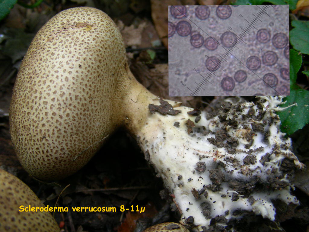 Scleroderma da determinare